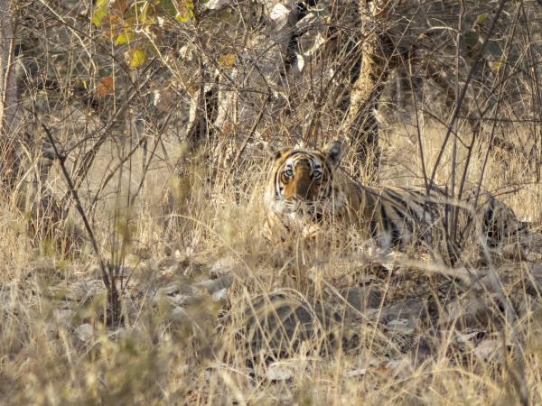 India culture and wildlife vacation