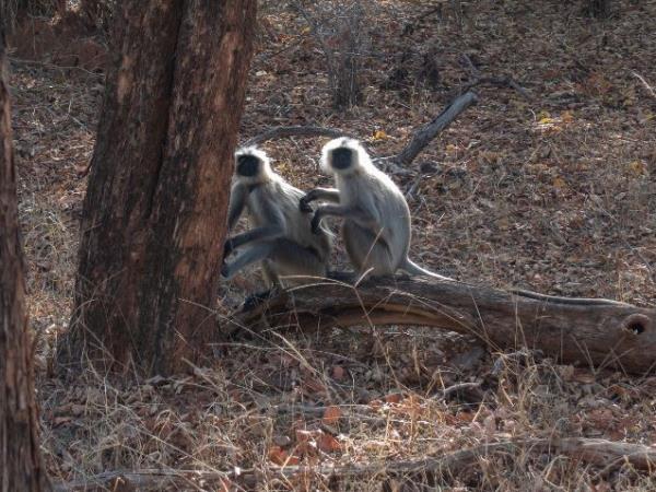 India culture and wildlife vacation