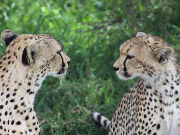 Highlights of Tanzania tailor made vacation