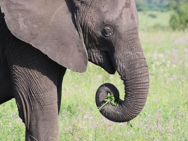 Highlights of Tanzania tailor made vacation