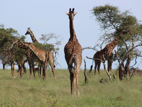 Highlights of Tanzania tailor made vacation