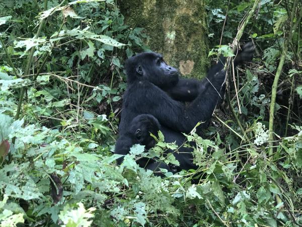 Tailor made Uganda vacation, culture and wildlife