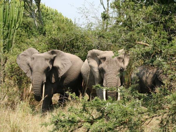 Tailor made Uganda vacation, culture and wildlife