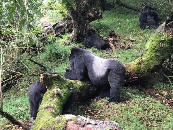 Rwanda tour and luxury gorilla safari