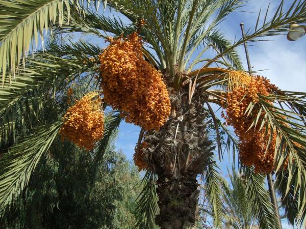 Tunisia vacation, tailor made
