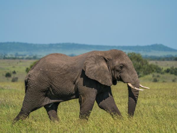 Tanzania multi activity safari vacation