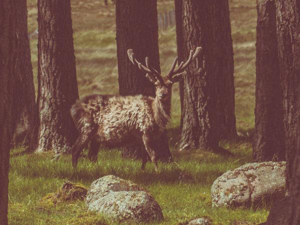 The Cairngorms wildlife holiday in Scotland