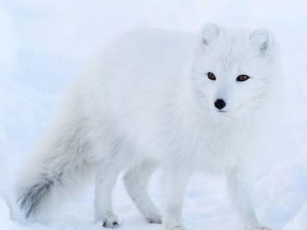 Lapland activity vacation