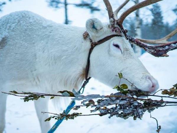 Lapland activity vacation