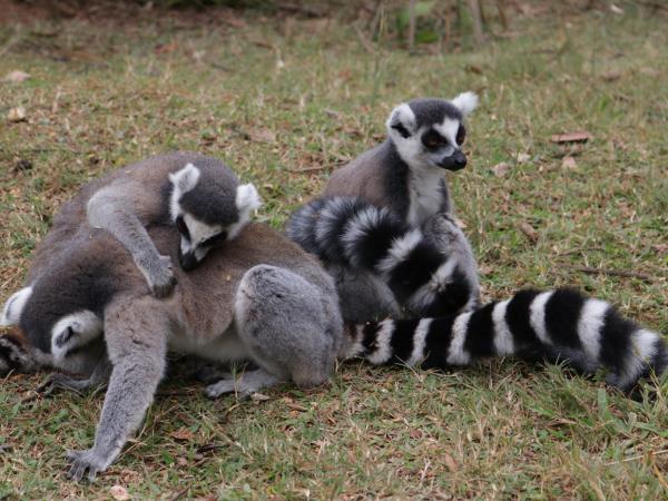 Madagascar cycling tour