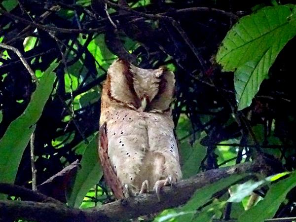 Kerala birdwatching vacations, Western Ghats