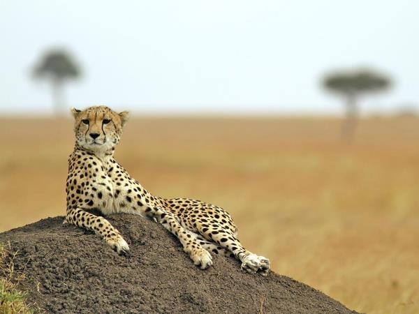 Tanzania tour with Kilimanjaro day trek