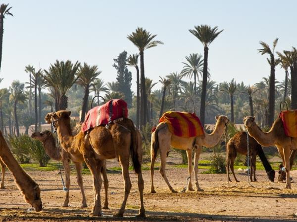 Morocco vacation, Marrakech to the Sahara