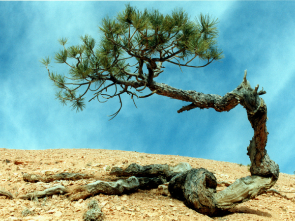 America's canyonlands walking vacation