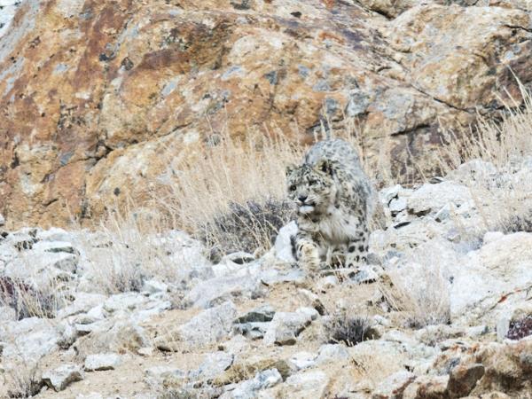 Snow Leopard safari in Ladakh, India
