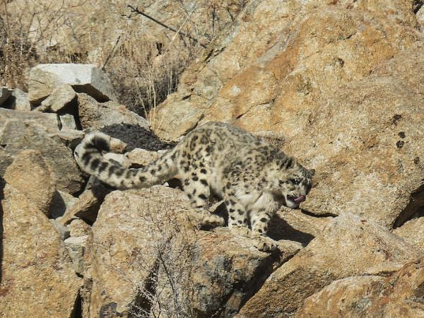 Snow Leopard safari in Ladakh, India
