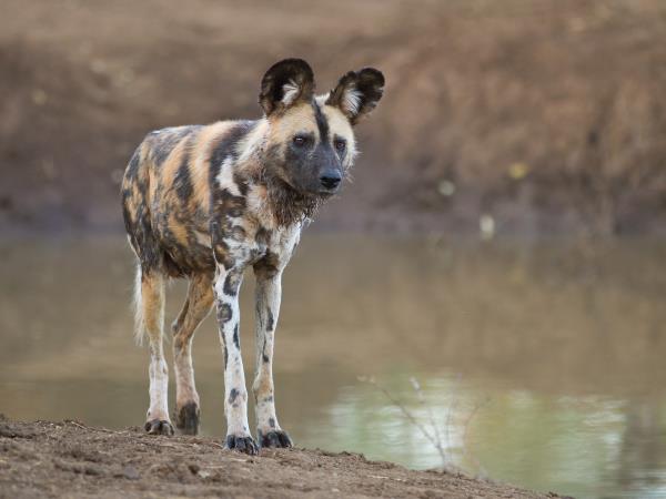 Zimbabwe national parks safari