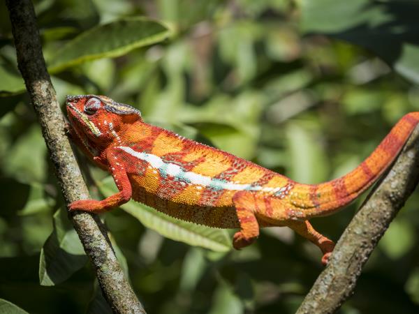Southern Madagascar tour