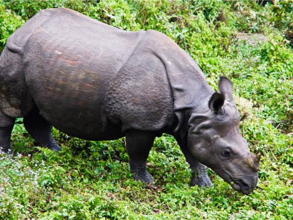 The Annapurna’s and Chitwan vacation in Nepal