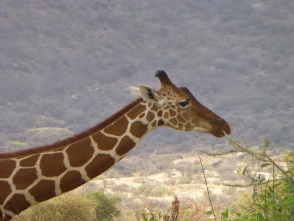 Mount Ololokwe trekking & safari vacation, Kenya