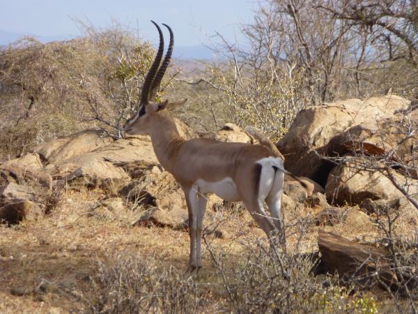 Mount Ololokwe trekking & safari vacation, Kenya