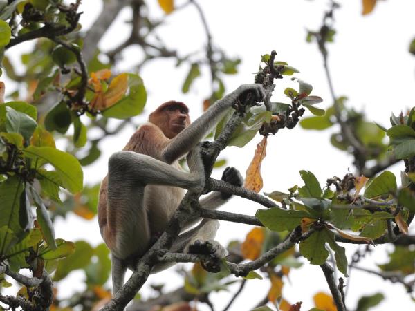 Cycling tour across Borneo