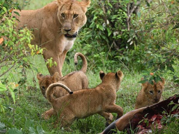Rwanda and Tanzania tailor made vacation