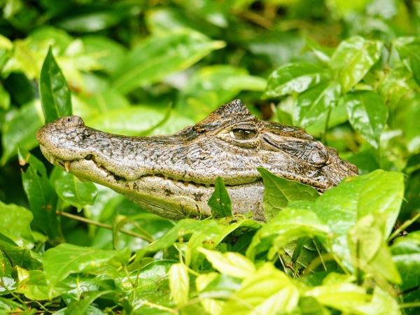 Costa Rica family adventure vacations