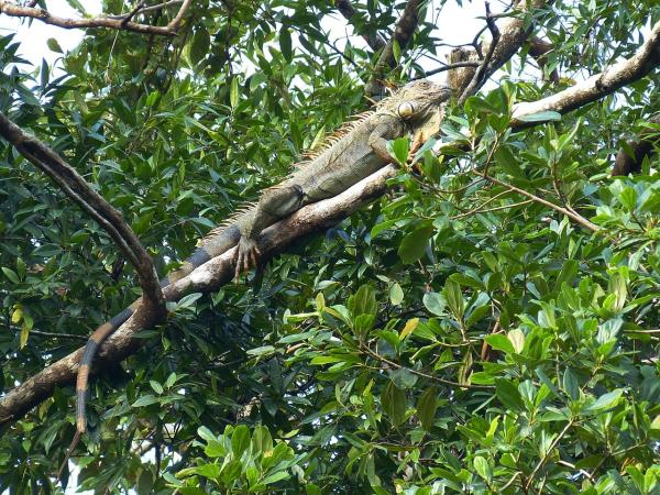 Costa Rica family adventure vacations