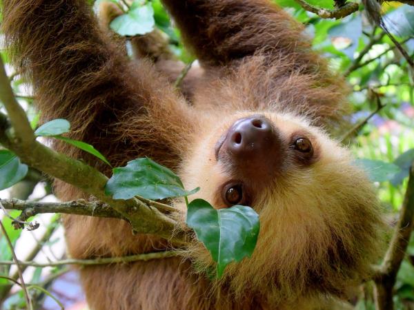 Costa Rica family adventure vacations