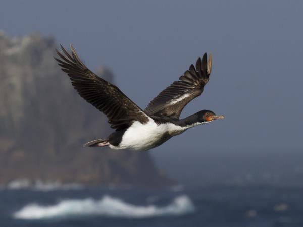 New Zealands Subantarctic Islands photography cruise