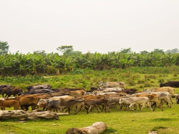 Koshi Tappu wildlife reserve tour, Nepal