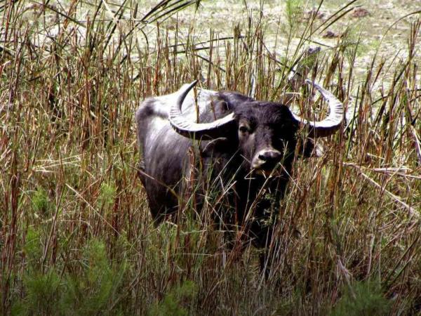 Koshi Tappu wildlife reserve tour, Nepal