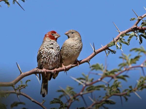 Koshi Tappu wildlife reserve tour, Nepal