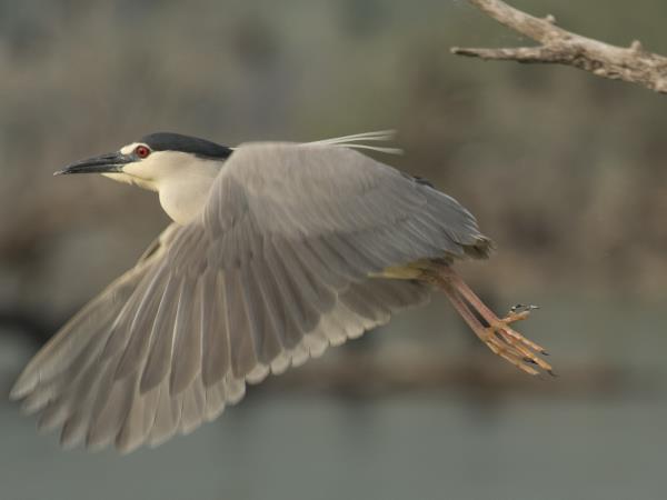 Greece bird watching vacation, Lake Kerkini