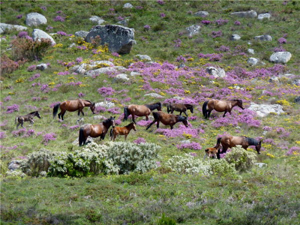 Northern Portugal walking vacation