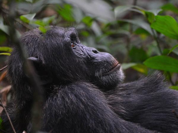 Tailor made gorilla and chimp tracking safari, Uganda