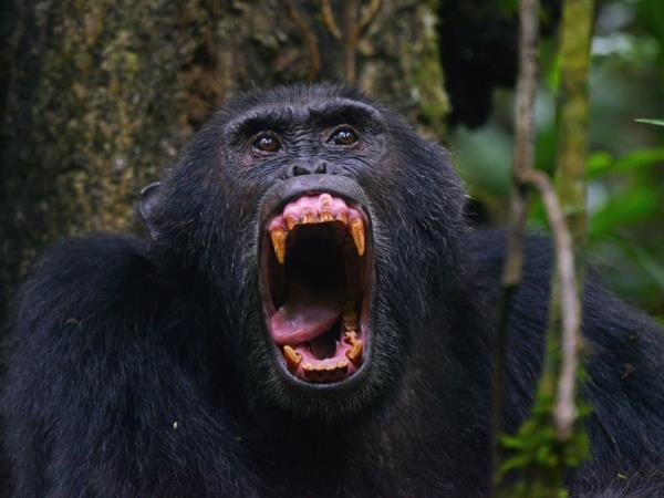 Tailor made gorilla and chimp tracking safari, Uganda