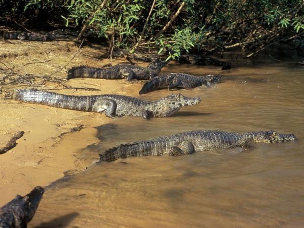 Brazil small group vacation, Pantanal explorer
