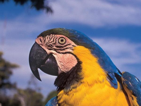 Brazil small group vacation, Pantanal explorer