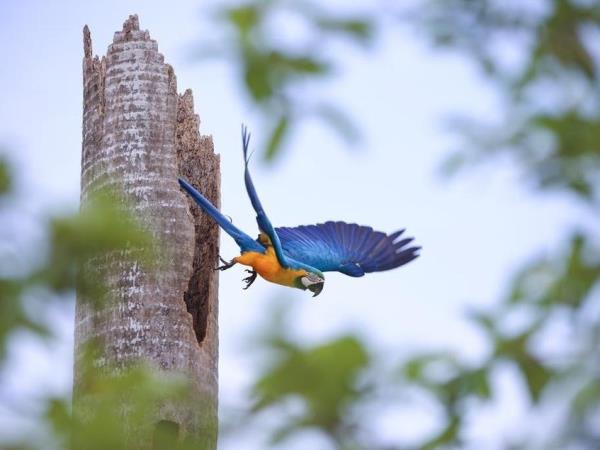 Brazil small group vacation, Pantanal explorer