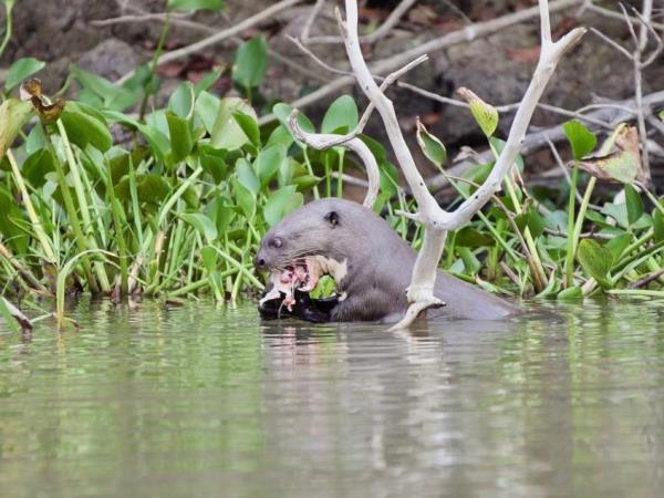 Brazil small group vacation, Pantanal explorer