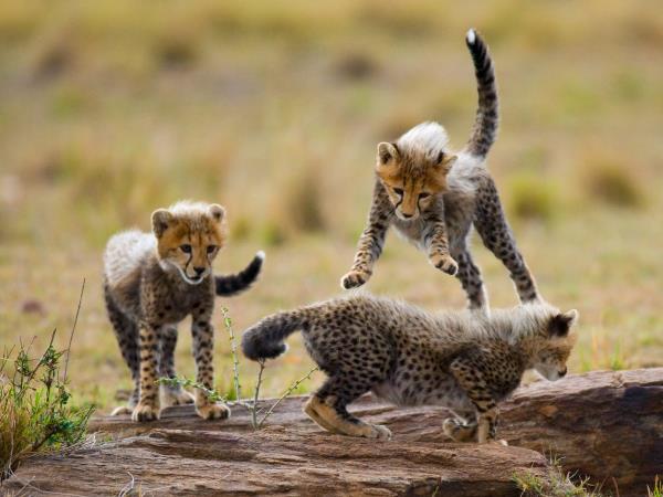 Tanzania adventure vacation