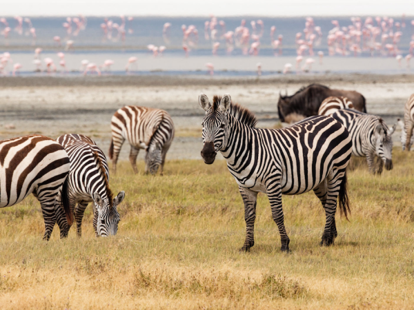 Tanzania adventure vacation