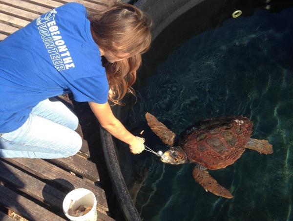 Peloponnese turtle conservation holiday, Greece