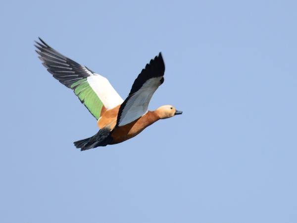 Lesvos birdwatching vacation in Greece