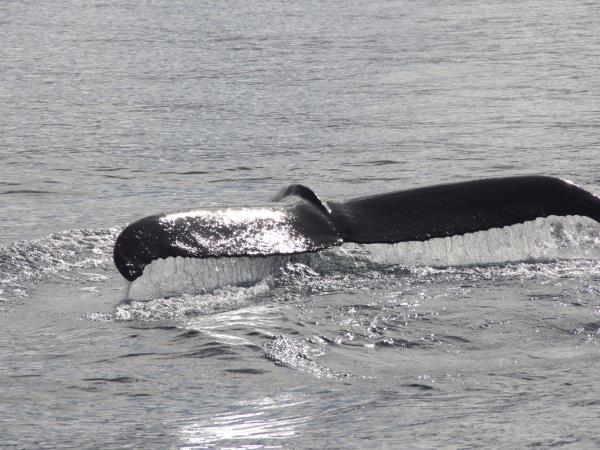 Iceland whale-watching experience
