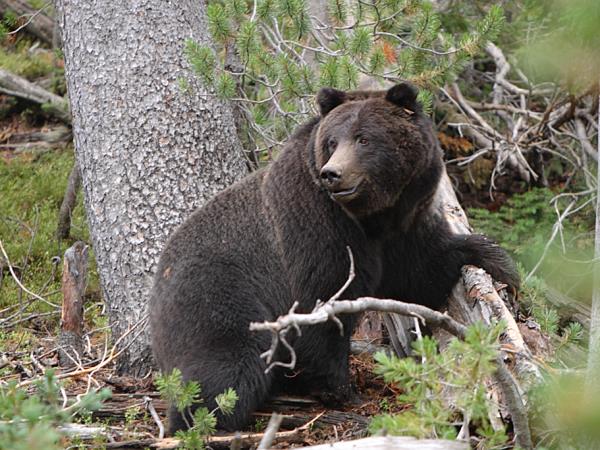 British Columbia Fall wildlife tour