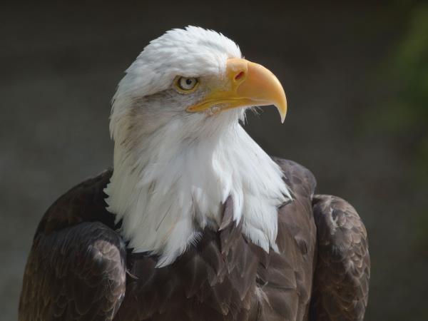 British Columbia Fall wildlife tour