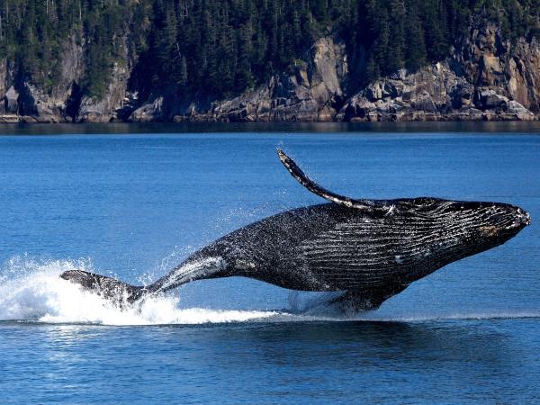 British Columbia Fall wildlife tour